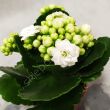 Kalanchoe  8/15 