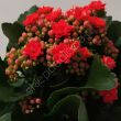 Kalanchoe  8/15 