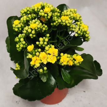 Kalanchoe  9 JMP