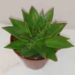 Echeveria  8,5/14 