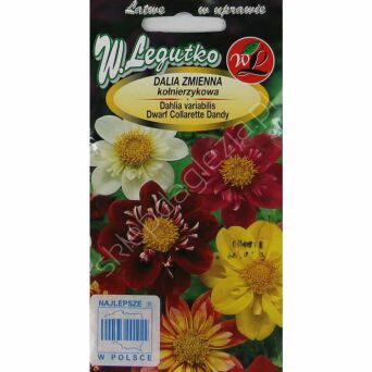 Dalia zmienna kołnierzy. Collarette Dandy mie 1g L