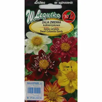 Dalia zmienna kołnierzy. Collarette Dandy mie 1g L
