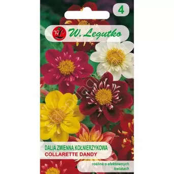 Dalia zmienna kołnierzy. Collarette Dandy mie 1g L