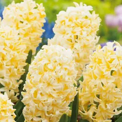 Hiacynt City Of Haarlem 16-17 3szt DCO