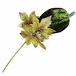 Pik Dynia materiałowa zielona 48cm