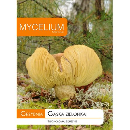 Grzybnia - Gąska zielona
