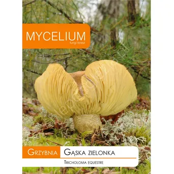 Grzybnia - Gąska zielona 10g