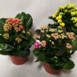Kalanchoe  7/15