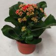 Kalanchoe  7/15