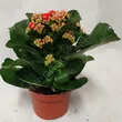 Kalanchoe  7/15