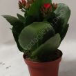Kalanchoe  7/15