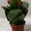 Kalanchoe  7/15