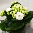 Kalanchoe  7/15