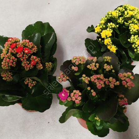 Kalanchoe  7/15