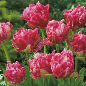 Tulipan Cripson Sweet 11-12 5szt DCO