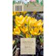 Krokus Golden Yellow 8-9 10szt DCO
