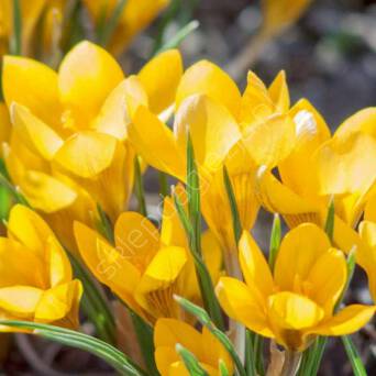 Krokus Golden Yellow 8-9 10szt DCO