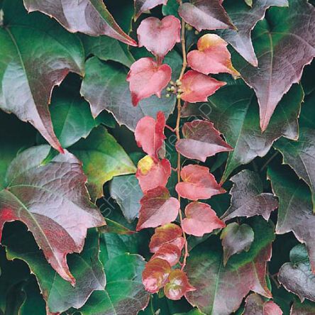 Winobluszcz trójklapowy 'Veitchii' Ż 80-90cm
