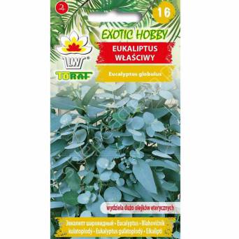 Eukaliptus właściwy 10szt Toraf 