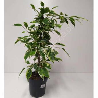 Ficus Bambino 12/34