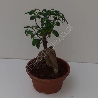 Ficus Ginseng 14/40 