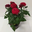 Róża miniaturowa 10,5/26 