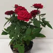 Róża miniaturowa 10,5/26 