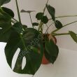 Monstera 21/60 