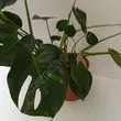 Monstera 21/60 