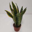 Sansevieria 10/25 