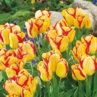 Tulipan Outbreak 11-12 7szt DCO