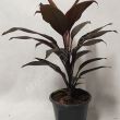 Cordyline 12/40 