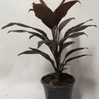 Cordyline 12/40 