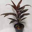 Cordyline 12/40 