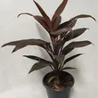 Cordyline 12/40 