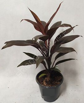 Cordyline 12/40 