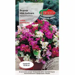 Begonia stale kwitn. różowe liście cz. 0,01g To