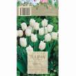 Tulipan White Dream 12-14 7szt DCO