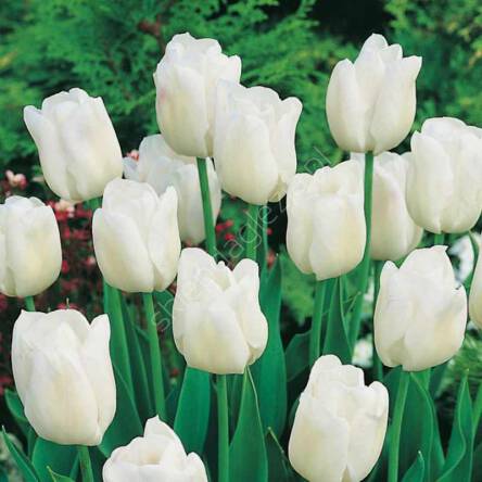 Tulipan White Dream 12-14 7szt DCO