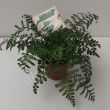 Paproć Asplenium 12/25