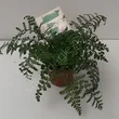 Paproć Asplenium 12/25