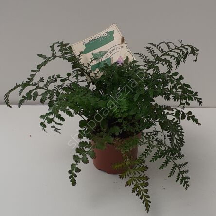 Paproć Asplenium 12/25