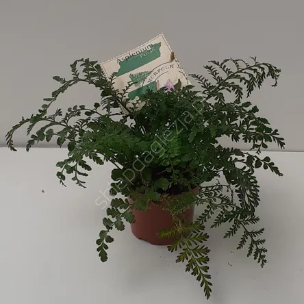 Paproć Asplenium 12/25