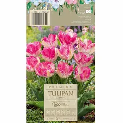 Tulipan Cabanna 12-14 5szt DCO