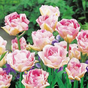 Tulipan Angelique 12-14 5szt DCO