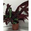 Calathea 14/50 