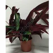 Calathea 14/50 