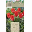Tulipan Red Riding 12-14 5szt DCO