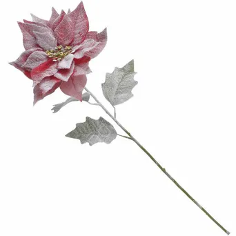 Poinsecja ośnieżona