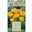 Tulipan Double Beauty Of Apeldoorn 12-14 7szt DCO